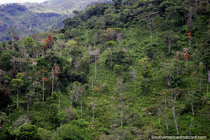 Belas árvores finas e arbusto gordo nas colinas ao sul de Limon. (720x480px). Equador, América do Sul.