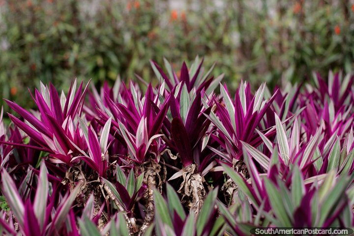 Hojas puntiagudas de color púrpura y blanco, plantas exóticas en los jardines del parque central en Limón. (720x480px). Ecuador, Sudamerica.