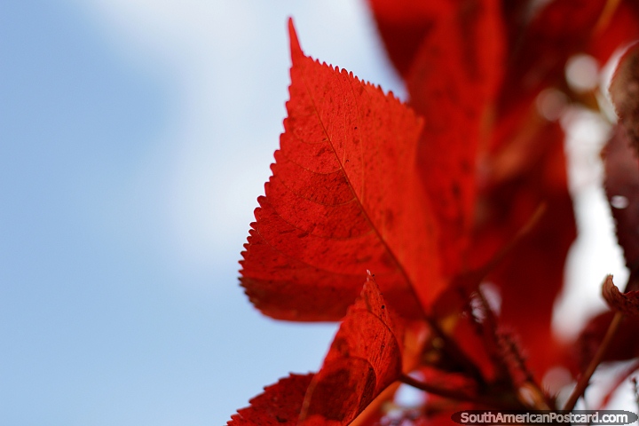 Red leaves and blue sky, Limon has nice gardens in the park. (720x480px). Ecuador, South America.