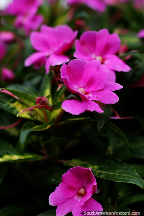 Pétalos, flores y capullos rosados florecen en los jardines del parque en Limón. (480x720px). Ecuador, Sudamerica.