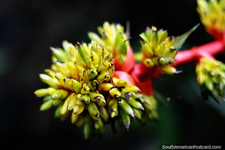 Increíble flora para ver en el parque botánico Omaere en Puyo, puntiagudos capullos de flores verdes y amarillas. (720x480px). Ecuador, Sudamerica.