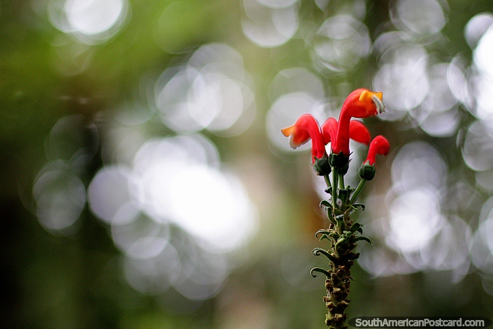 No es humo blanco, es bokeh, flores rojo y naranja en el parque botánico Omaere en Puyo. (720x480px). Ecuador, Sudamerica.