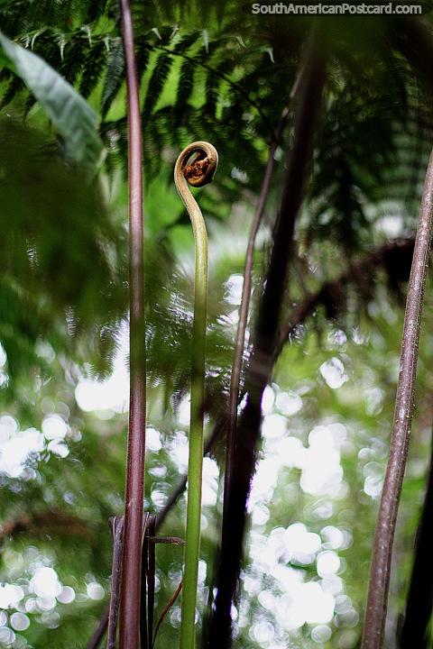El helecho rizado se destaca del fondo del jardín botánico Omaere en Puyo. (480x720px). Ecuador, Sudamerica.