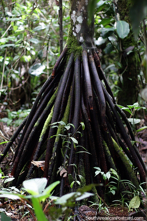rvore com muitos pequenos troncos que conduzem ao tronco principal, interessante, jardim botnico de Omaere, Puyo. (480x720px). Equador, Amrica do Sul.