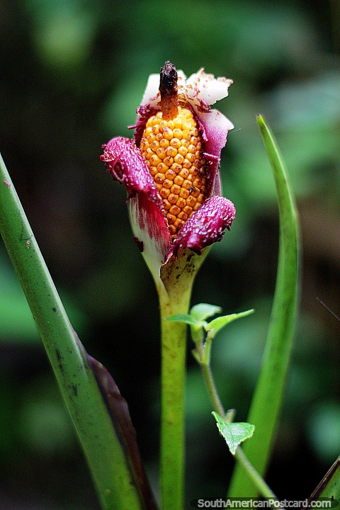Planta exótica, se parece un poco al maíz dulce, amarillo y rosado, jardín botánico Omaere, Puyo. (480x720px). Ecuador, Sudamerica.