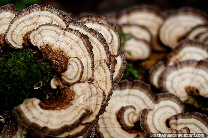 Parece a fatias de cogumelo, flora exótica em Omaere parque botânico em Puyo. (720x480px). Equador, América do Sul.
