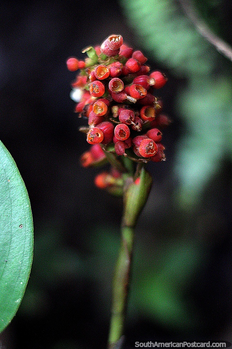 Manojo de pequeñas vainas de flores rojas, flora exótica en el parque botánico Omaere en Puyo. (480x720px). Ecuador, Sudamerica.