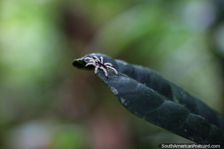 A aranha preta muito pequena com pernas brancas senta-se em uma folha, Omaere parque botânico em Puyo. (720x480px). Equador, América do Sul.