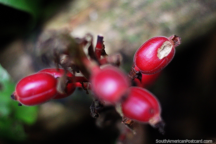 Vagens vermelhas de alguma espécie em Omaere parque botânico em Puyo. (720x480px). Equador, América do Sul.