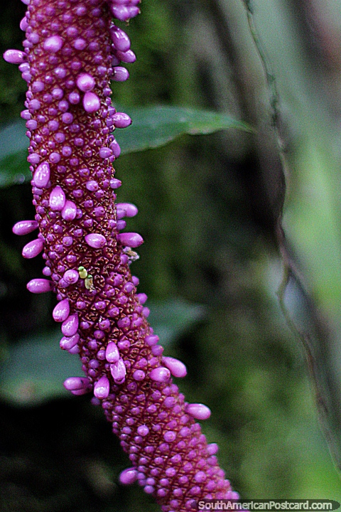 Anthurium sp. Araceae, capullos de flores púrpuras, flora en el parque botánico Omaere en Puyo. (480x720px). Ecuador, Sudamerica.