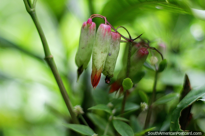 Pink, green and red flower pods, enjoy nature at Omaere botanical park in Puyo. (720x480px). Ecuador, South America.