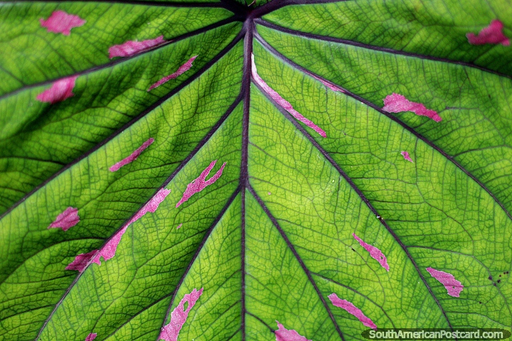 Big green and pink leaf with fine details, Omaere botanical park in Puyo. (720x480px). Ecuador, South America.