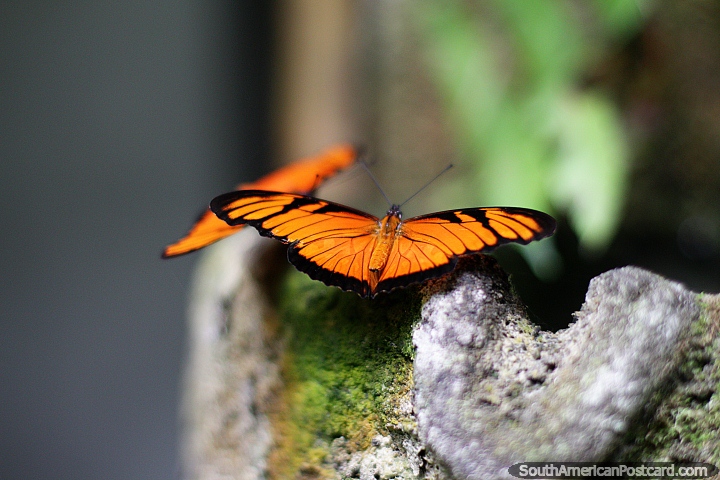 Mariposas anaranjadas y negras, al aire libre en el parque botnico Omaere en Puyo. (720x480px). Ecuador, Sudamerica.