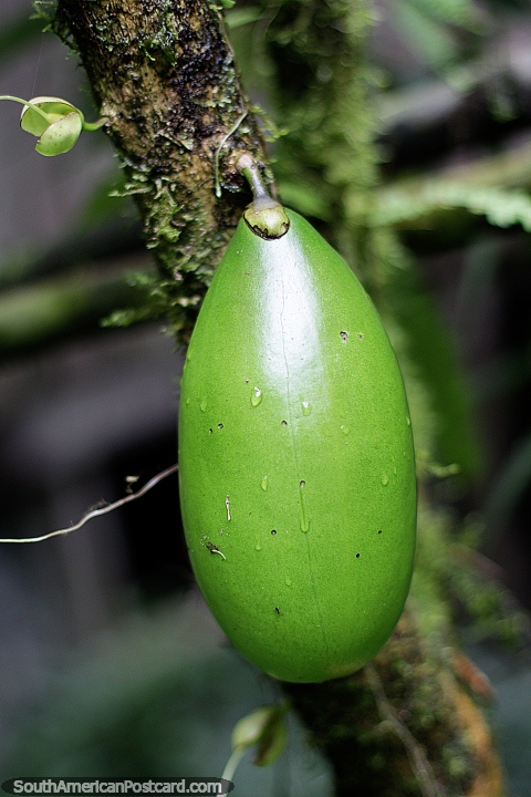 Una gran fruta verde cuelga de un árbol en el parque botánico Omaere en Puyo. (480x720px). Ecuador, Sudamerica.
