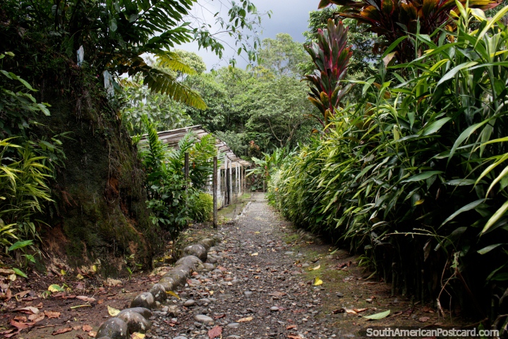 Walking path at Parque Real in Puyo, a place to see exotic birds. (720x480px). Ecuador, South America.