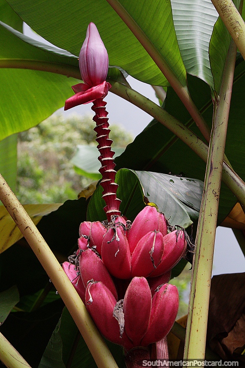 Musa velutina, pltano peludo o pltano rosado, una especie de pltano sembrado que crece hacia arriba, Puyo. (480x720px). Ecuador, Sudamerica.