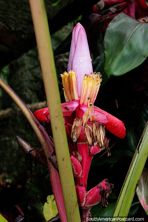 Flor rosa y amarilla en la parte superior de la planta de banana rosada llamada Musa velutina, Parque Real en Puyo. (480x720px). Ecuador, Sudamerica.