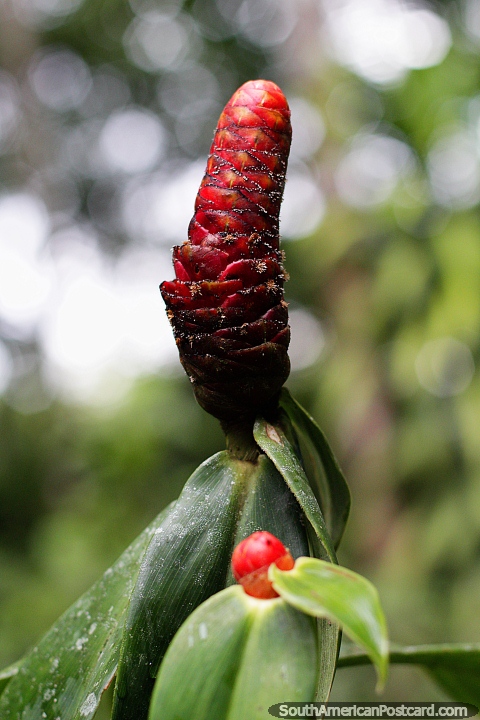 Red pickle-shaped plant with an interesting texture, Las Orquideas botanical garden, Puyo. (480x720px). Ecuador, South America.