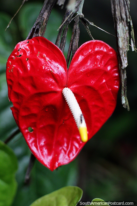 Hoja roja en forma de corazón, Anthurium andraeanum o flor de flamenco, jardín botánico Las Orquídeas, Puyo. (480x720px). Ecuador, Sudamerica.