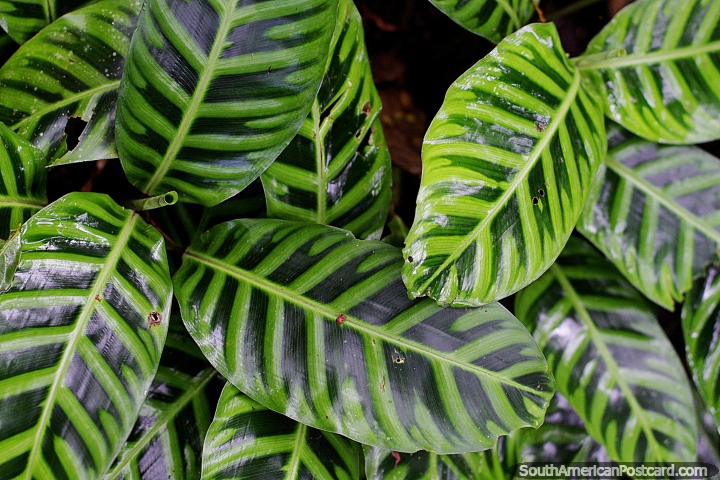 As grandes folhas verdes com sombras escuras e leves brilham de gua, jardim botnico de Las Orquideas em Puyo. (720x480px). Equador, Amrica do Sul.
