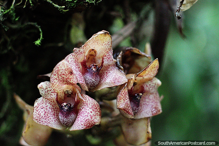 Puyo, a fantastic place to find and photograph exotic flowers and flora. (720x480px). Ecuador, South America.