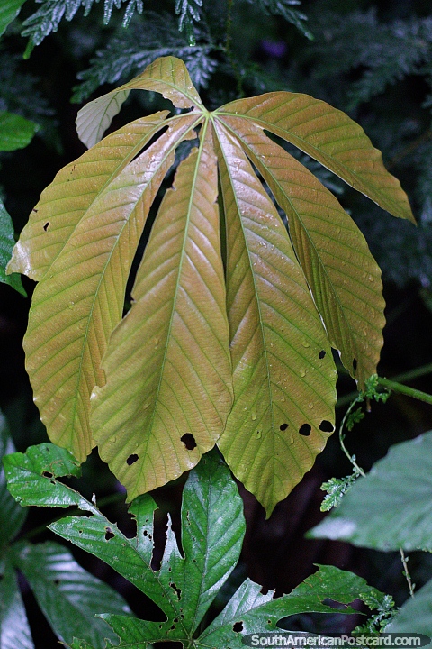7 hojas, de color verde oscuro, hay muchas de ellas en el jardín botánico Las Orquideas en Puyo. (480x720px). Ecuador, Sudamerica.