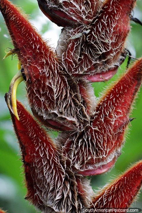 Heliconia de pele, uma fbrica extica vista em jardim botnico de Las Orquideas em Puyo. (480x720px). Equador, Amrica do Sul.
