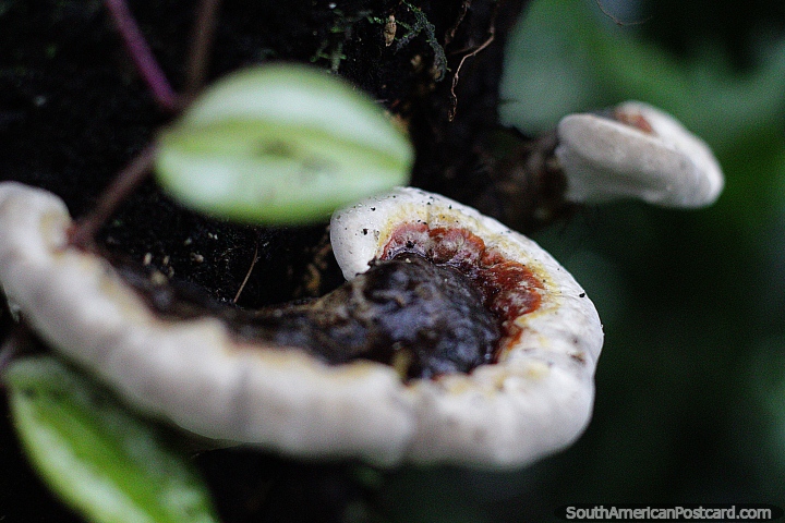 O fungo que parece semelhante a cogumelos no jardim botnico de Las Orquideas em Puyo. (720x480px). Equador, Amrica do Sul.