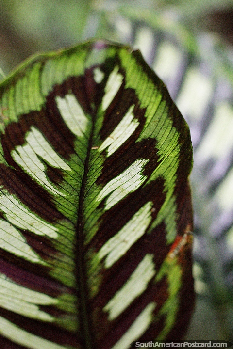 Bela folha com muitas sombras de verde, leve a escurido, jardim botnico de Las Orquideas em Puyo. (480x720px). Equador, Amrica do Sul.