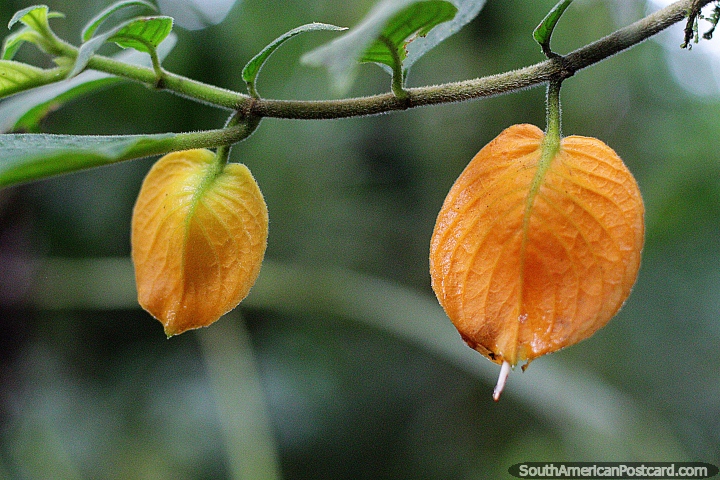 Pequeas hojas de color amarillo y naranja o vainas de flores, gordas y jugosas, en el jardn botnico Las Orquideas en Puyo. (720x480px). Ecuador, Sudamerica.