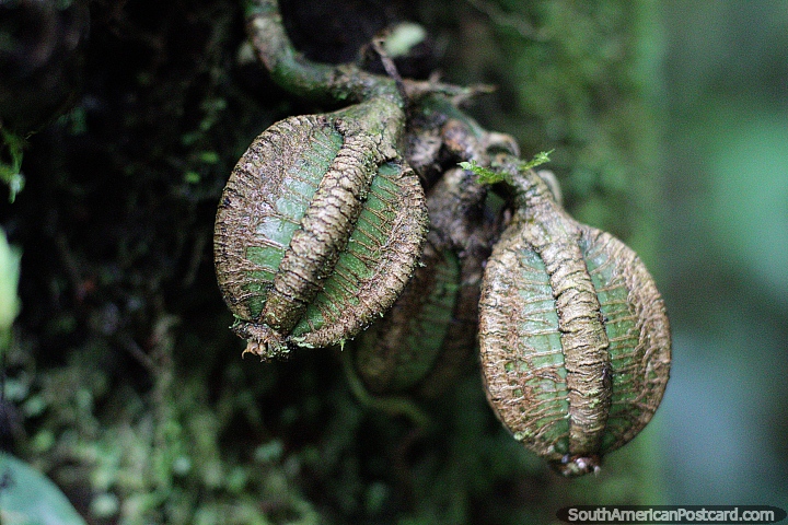 Pods of some kind, not walnuts, strange flora at Las Orquideas botanical garden in Puyo. (720x480px). Ecuador, South America.