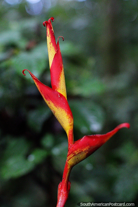Heliconia Jacquinii, an interesting exotic plant that has several forms, Las Orquideas botanical garden, Puyo. (480x720px). Ecuador, South America.