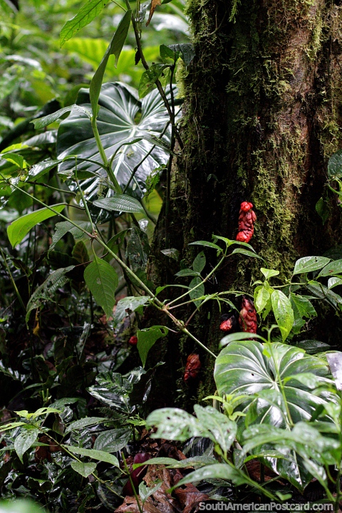 Las flores rojas crecen del tronco de un rbol grande, extrao, el jardn botnico Las Orqudeas, Puyo. (480x720px). Ecuador, Sudamerica.