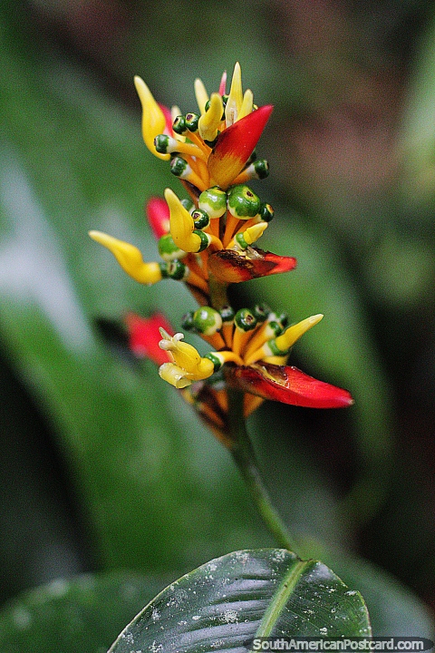 Flora extica, hay mucho que ver en Puyo, el hogar de plantas y flores exticas. (480x720px). Ecuador, Sudamerica.