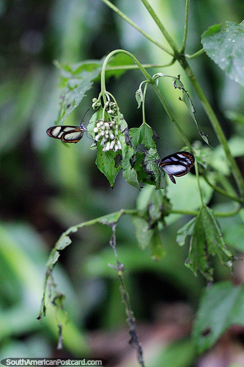 Pair of butterflies, white, brown and black at Las Orquideas botanical garden in Puyo. (480x720px). Ecuador, South America.