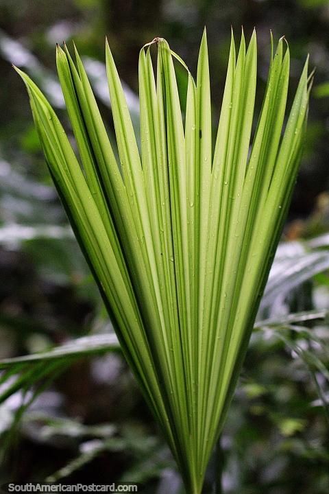 Helecho con muchos dedos y tonos de verde, creciendo hacia arriba, jardn botnico Las Orqudeas. (480x720px). Ecuador, Sudamerica.
