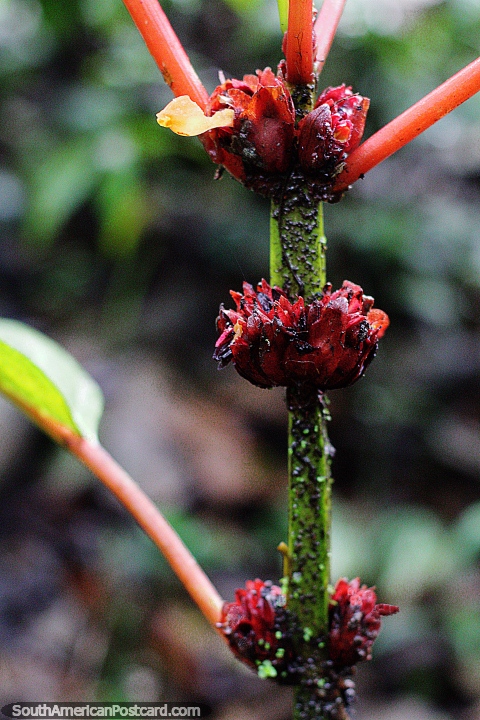 As flores crescem a nveis diferentes de um tronco grosso no jardim botnico de Las Orquideas em Puyo. (480x720px). Equador, Amrica do Sul.