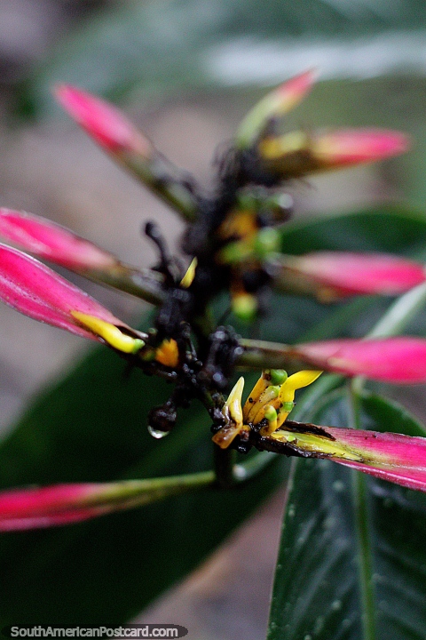 Goste dos detalhes da natureza em Puyo com flora extica e flores no jardim botnico de Las Orquideas. (480x720px). Equador, Amrica do Sul.