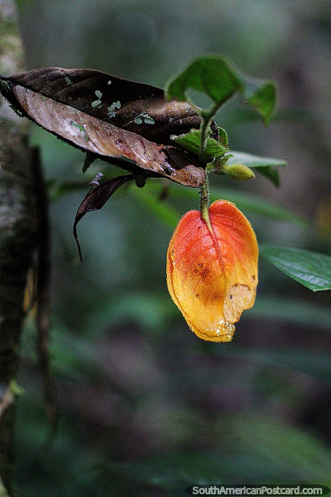 Si esto fuera una naranja, la comera, pero es solo una hoja, aunque parece jugosa, Puyo. (480x720px). Ecuador, Sudamerica.