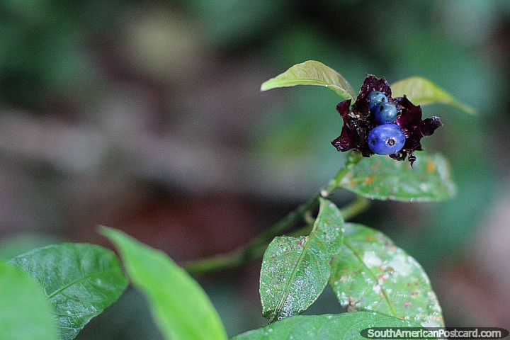 Bagas azuis, purpreas e azul-esverdeadas, bela natureza em jardim botnico de Las Orquideas em Puyo. (720x480px). Equador, Amrica do Sul.
