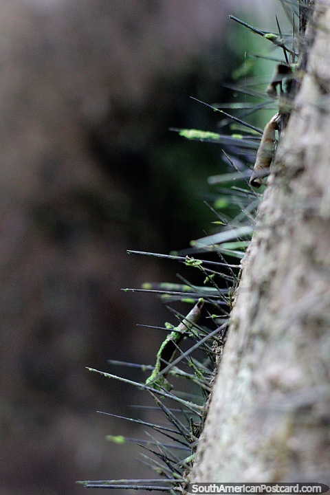 Seriously sharp spikes, this tree has extreme protection at Las Orquideas botanical garden, Puyo. (480x720px). Ecuador, South America.