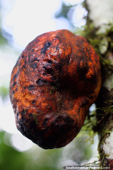 Posiblemente no sea cacao, pero una vaina de frijol naranja grande y similar en el jardn botnico Las Orqudeas, Puyo. (480x720px). Ecuador, Sudamerica.