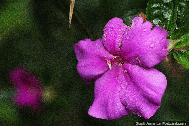 A flor purprea encontra-se no jardim botnico de Las Orquideas em Puyo. (720x480px). Equador, Amrica do Sul.