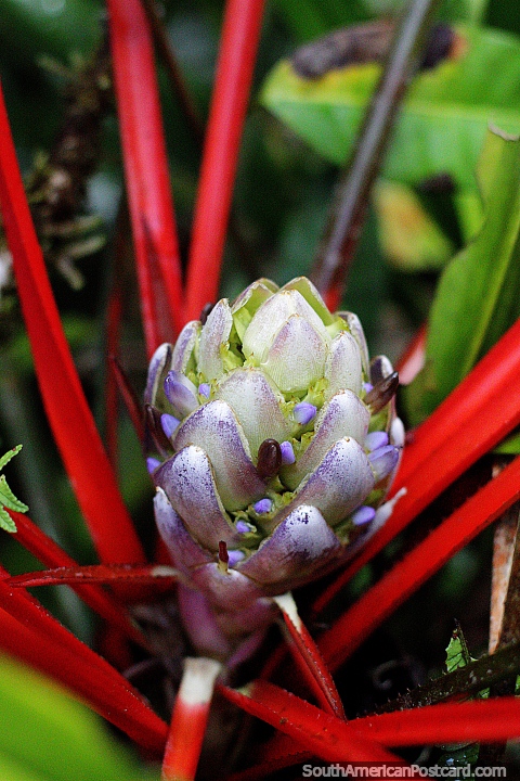 Exotic plants and flowers galore to see and find in Puyo at Las Orquideas botanical garden. Ecuador, South America. (480x720px).