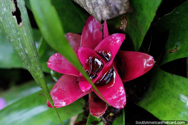 Fbrica rosa que mantm gua, banho de rpteis muitas vezes pequeno neles, jardim botnico de Las Orquideas, Puyo. (720x480px). Equador, Amrica do Sul.