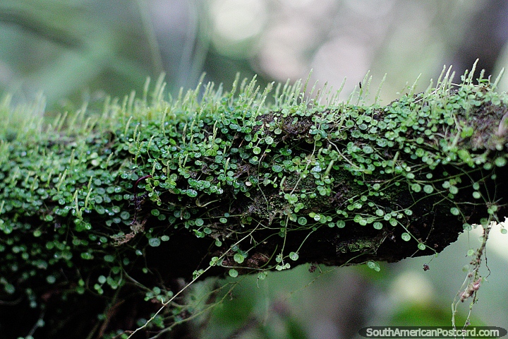 Tree branch covered in the growth of grass and clover at Las Orquideas botanical garden, Puyo. (720x480px). Ecuador, South America.