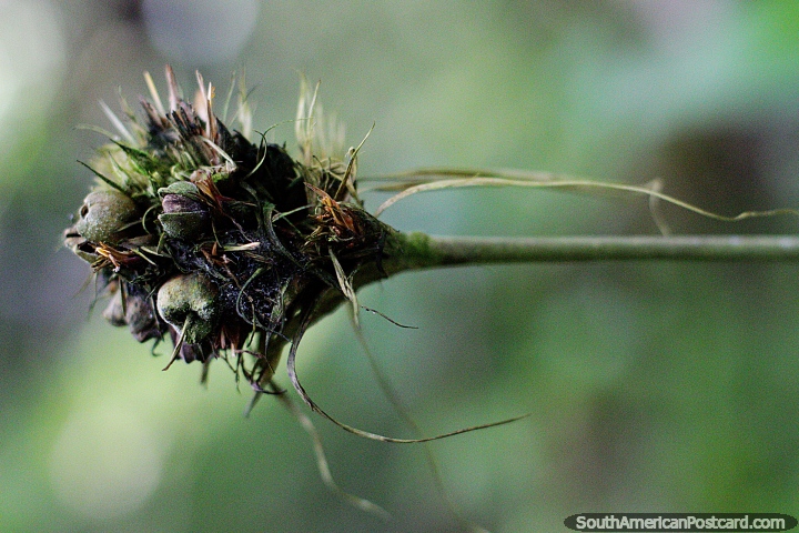 Jardim mgico de uma formiga, um mundo com mas em miniatura em jardim botnico de Las Orquideas, Puyo. (720x480px). Equador, Amrica do Sul.