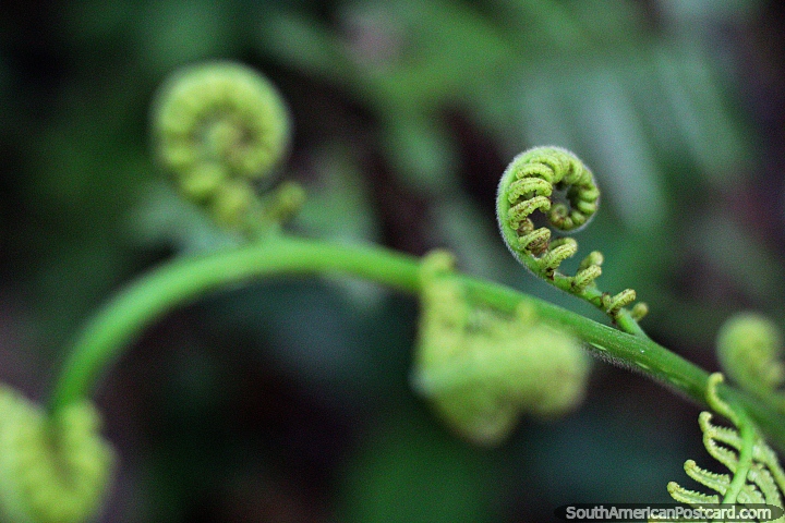 Curly fern, will open up into a normal fern in time, Las Orquideas botanical garden, Puyo. (720x480px). Ecuador, South America.