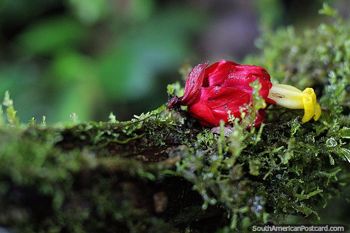Flor roja y amarilla crece de un lecho de limo verde en un rbol en el jardn botnico Las Orqudeas, Puyo. (720x480px). Ecuador, Sudamerica.