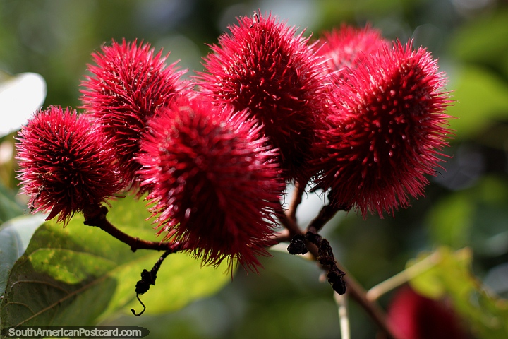 Achiote or Annatto plant seeds from spiny red pods, Las Orquideas botanical garden, Puyo. (720x480px). Ecuador, South America.